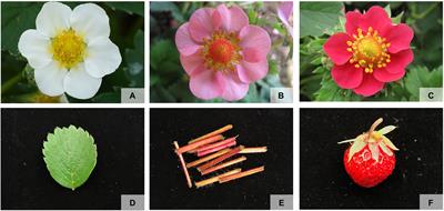 Genome-Wide Analysis of the R2R3-MYB Gene Family in Fragaria × ananassa and Its Function Identification During Anthocyanins Biosynthesis in Pink-Flowered Strawberry